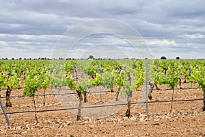 Vineyard in La Mancha, Spain photo