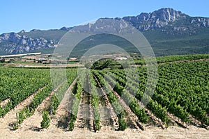 Vineyard in La Rioja