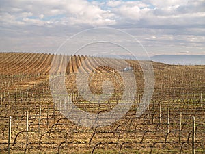 Vineyard in La Rioja