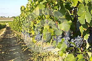 Vineyard in la Rioja before the harvest, Spain