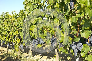 Vineyard in la Rioja before the harvest, Spain