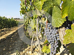 Vineyard in la Rioja before the harvest, Spain