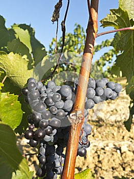 Vineyard in la Rioja before the harvest, Spain