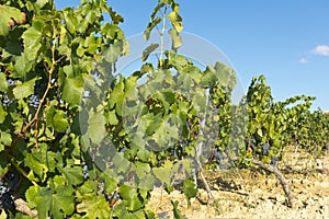 Vineyard in la Rioja before the harvest, Spain