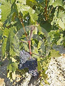 Vineyard in la Rioja before the harvest, Spain