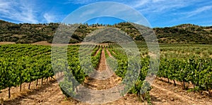 Vineyard in La Rioja with mountain and blue sky photo