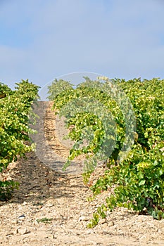 Vineyard, La Rioja (Spain)