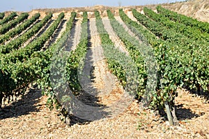 Vineyard, La Rioja (Spain)