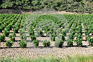 Vineyard at La Rioja (Spain)