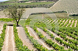 Vineyard, La Rioja (Spain) photo