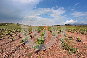 Vineyard in La rioja, Spain.