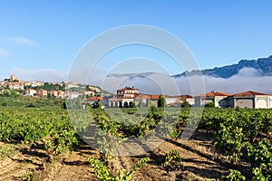 Vineyard with Laguardia town as background, Spain