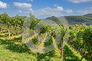 Vineyard at Lake Caldaro,South Tirol,Italy photo