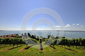 Vineyard at Lake Constance