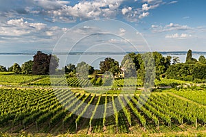 Vineyard at Lake Constance, Hagnau am Bodensee, Baden-Wuerttemberg, Germany