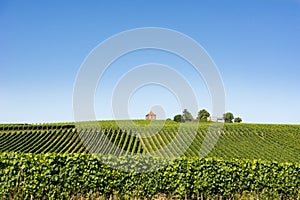 Vineyard on Lake Constance photo