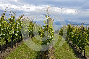 Vineyard on Lake Geneva, Switzerland