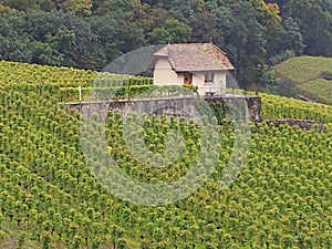 A vineyard in the Lake geneva, Switzerland area