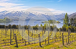 Vineyard on the lake - New Zealand photo