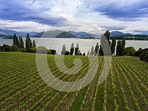 Vineyard at Lake Wanaka, New Zealand