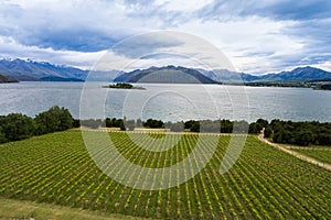 Vineyard at Lake Wanaka, New Zealand