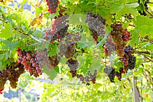 Vineyard in Lana, Italy photo