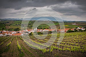 Vineyard Landscape