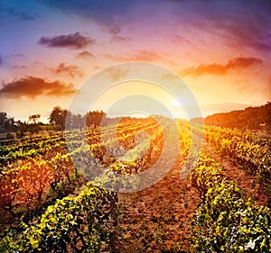 Vineyard landscape