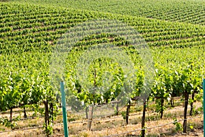 Vineyard landscape