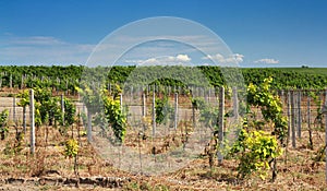 Vineyard landscape