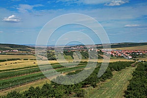 Vineyard landscape