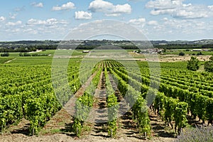 Vineyard landscape