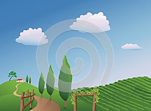 Vineyard Landscape