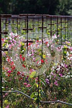 Vineyard landscape