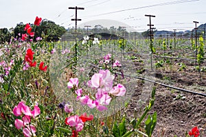 Vineyard landscape