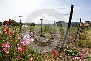 Vineyard landscape