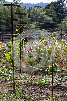 Vineyard landscape