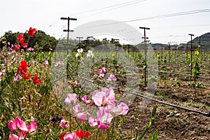 Vineyard landscape