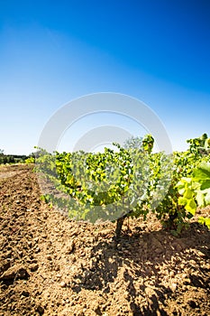 Vineyard landscape