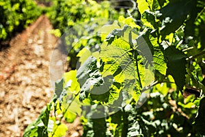 Vineyard landscape