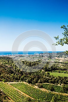 Vineyard landscape