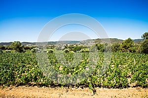 Vineyard landscape