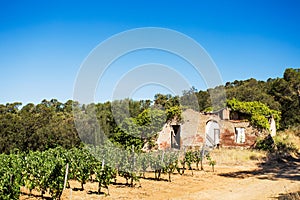 Vineyard landscape