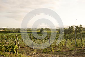 Vineyard landscape