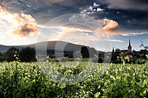 Vineyard landscape