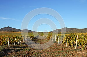 Vineyard landscape agriculture