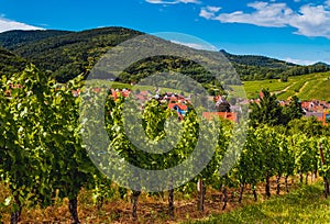 Vineyard landscape of Alsace, France