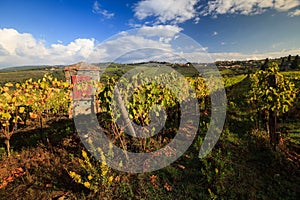 Vineyard landscape in autumn with typical artesian well