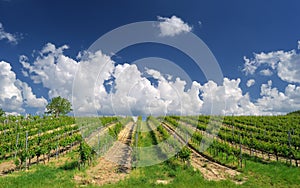 Vineyard landscape with beautiful clouds and blue sky in summer