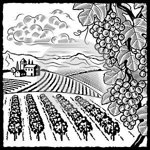 Vineyard landscape black and white